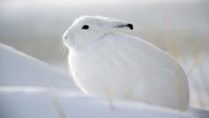 winterwende qigong